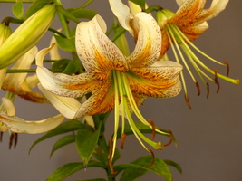 Foto: Dr. Peter Müller